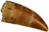 Serrated Raptor Tooth - Real Dinosaur Tooth #300940-1